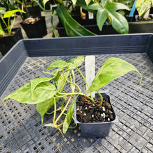 Load image into Gallery viewer, Philodendron Hederaceum, Heart Leaf, Exact Plant Variegated Ships Nationwide
