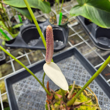 Load image into Gallery viewer, Anthurium Faustomirandae, Faustino'S Giant, Exact Plant Ships Nationwide
