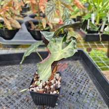 Load image into Gallery viewer, alocasia venom Exact Plant Ships Nationwide
