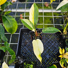 Load image into Gallery viewer, Philodendron Jungle Fever, Exact Plant Variegated
