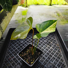 Load image into Gallery viewer, Anthurium Andraeanum White Heart, Exact Plant Variegated Ships Nationwide
