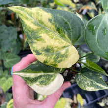 Load image into Gallery viewer, Anthurium Clarinervium Variegated 2.5" pot, Fedex 2day*
