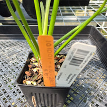 Load image into Gallery viewer, Philodendron Radiatum Aurea Variegated exact plant, Fedex 2day*
