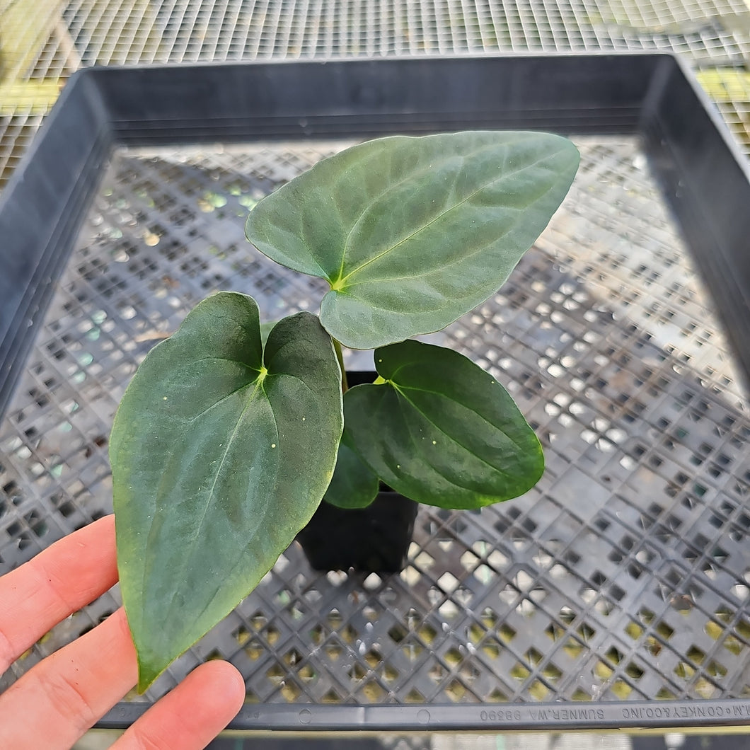 Anthurium Papillilaminum Fort Sherman X ( FS X Ralph Lynam), Exact Plant Ships Nationwide