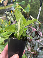 Load image into Gallery viewer, Zamioculcas Zamiifolia Wild Form ZZ Variegated 2.5" pot, Fedex 2day*
