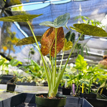 Load image into Gallery viewer, Alocasia Wentii, Exact Plant Variegated Ships Nationwide
