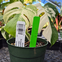 Load image into Gallery viewer, Monstera Borsigiana Albo Deliciosa, Exact Plant Variegated Ships Nationwide
