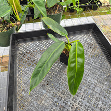 Load image into Gallery viewer, Philodendron Patriciae, Exact Plant Ships Nationwide
