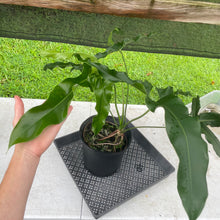 Load image into Gallery viewer, Philodendron Thaumatophyllum Goeldii X Selloum "African Fantasy, Exact Plant
