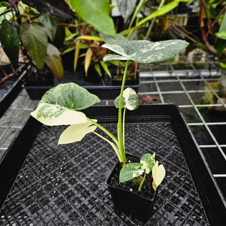 Alocasia Macrorhizza, Exact Plant Variegated