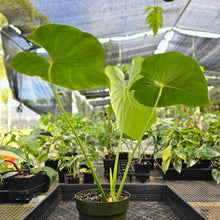 Load image into Gallery viewer, Anthurium Faustomirandae, Faustino&#39;S Giant, Exact Plant Ships Nationwide
