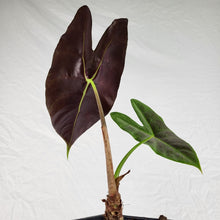 Load image into Gallery viewer, Alocasia Longiloba Lowii 4&quot; pot, ships nationwide
