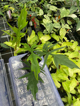 Load image into Gallery viewer, Philodendron Florida Beauty x Tortum green 4" pot, Fedex 2day*
