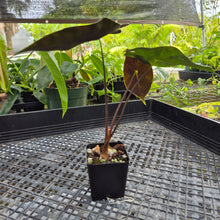 Load image into Gallery viewer, Alocasia Longiloba Black Satun Pink Bone, Exact Plant Ships Nationwide
