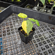 Load image into Gallery viewer, Alocasia wentii aurea, Exact Plant Ships Nationwide
