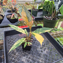 Load image into Gallery viewer, Philodendron Caramel Marble, Exact Plant Variegated Ships Nationwide
