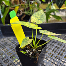 Load image into Gallery viewer, Alocasia Gageana Aurea, Exact Plant Variegated Ships Nationwide
