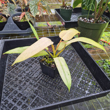 Load image into Gallery viewer, Philodendron Whipple Way, Exact Plant Variegated Ships Nationwide

