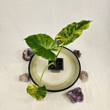Load image into Gallery viewer, Alocasia Gageana Aurea, Exact Plant Variegated
