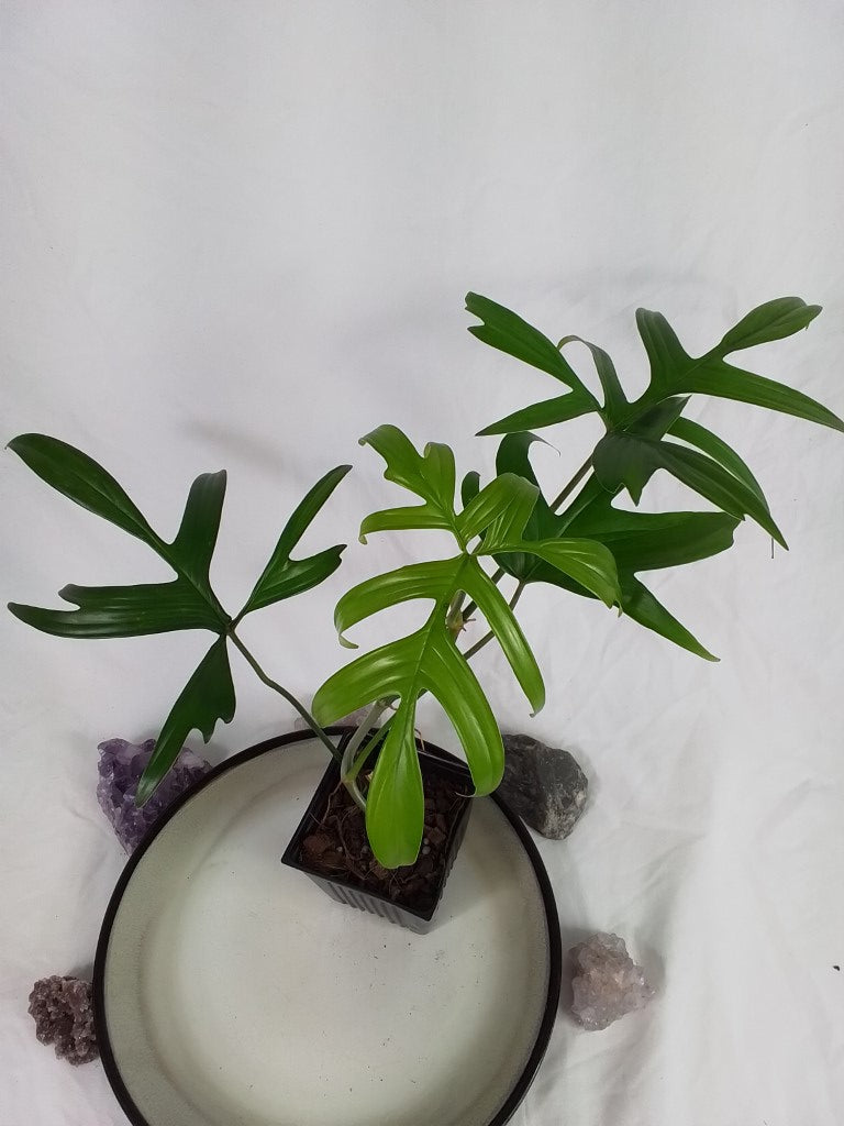 Philodendron Quercifolium, Exact Plant Ships Nationwide