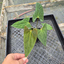 Load image into Gallery viewer, Anthurium Papillilaminum Fort Sherman X Ralph Lynam, Exact Plant Ship Nationwide
