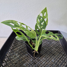 Load image into Gallery viewer, Monstera Adansonii Mint "Indonesia" Variegated exact plant, Fedex 2day*

