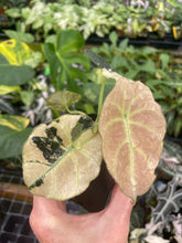 Load image into Gallery viewer, Alocasia Black Velvet Pink variegated 2.5" pot, Fedex 2day*
