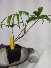 Load image into Gallery viewer, Philodendron Quercifolium, Exact Plant Ships Nationwide
