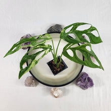 Load image into Gallery viewer, Monstera Adansonii Mint &quot;Indonesia&quot;, Exact Plant Variegated Ships Nationwide
