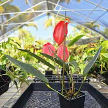 Load image into Gallery viewer, Anthurium Sherzerianum &quot;Pig Tail&quot;, Exact Plant Ships Nationwide
