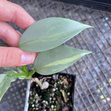 Load image into Gallery viewer, Philodendron Hastatum Silver Sword, Exact Plant Variegated Ships Nationwide
