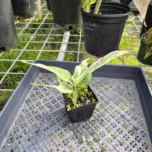 Load image into Gallery viewer, Monstera Adansonii Mint "Indonesia", Exact Plant Variegated Ships Nationwide
