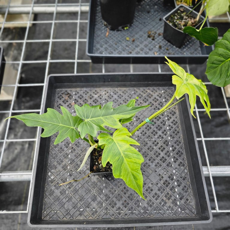 Philodendron Radiatum, Exact Plant Variegated Ships Nationwide