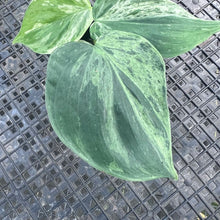 Load image into Gallery viewer, Philodendron Hederaceum, Heart Leaf, Exact Plant Variegated Ships Nationwide
