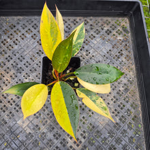 Load image into Gallery viewer, Philodendron Red Congo, Exact Plant Variegated Ships Nationwide
