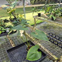 Load image into Gallery viewer, Anthurium Peppermint Splash, Shibori AFF, speckled , Ships Nationwide
