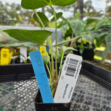 Load image into Gallery viewer, Anthurium Macrolobium, Exact Plant Ships Nationwide
