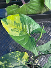 Load image into Gallery viewer, Syngonium Aurea, Exact Plant Variegated Ships Nationwide
