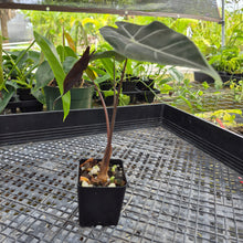 Load image into Gallery viewer, Alocasia Longiloba Black Satun Pink Bone, Exact Plant Ships Nationwide
