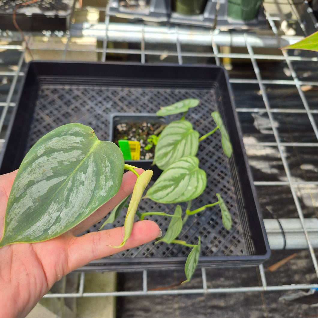 Philodendron Brandtianum Mini Form, Exact Plant Ships Nationwide