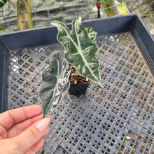 Load image into Gallery viewer, Alocasia nobilis pink Variegated Ships Nationwide
