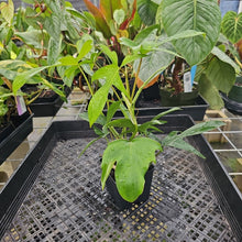 Load image into Gallery viewer, Philodendron Quercifolium x Pedatum, Exact Plant Ships Nationwide

