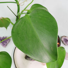 Load image into Gallery viewer, Philodendron Microstictum. Shipped Nationwide
