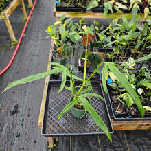 Load image into Gallery viewer, Philodendron Holtonianum, Exact Plant Ships Nationwide
