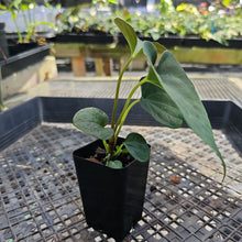 Load image into Gallery viewer, Anthurium Papillilaminum Fort Sherman X ( FS X Ralph Lynam), Exact Plant Ships Nationwide
