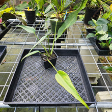 Load image into Gallery viewer, Monstera Burle Marx Flame, Exact Plant
