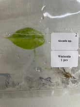 Load image into Gallery viewer, Alocasia Watsoniana Albo / Pink variegated tissue culture 2DayAir
