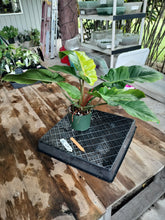 Load image into Gallery viewer, Philodendron Jungle Fever Mint, Exact Plant Variegated Ships Nationwide
