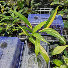 Load image into Gallery viewer, Epipremnum Amplissimum, Exact Plant Variegated Ships Nationwide
