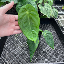 Load image into Gallery viewer, Anthurium Angamarcanum , Exact Plant Ships Nationwide

